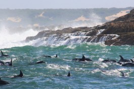 Dolphins 
