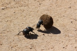 Flightless dung beetle 
