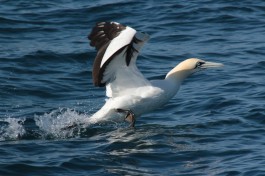 Marine bird 