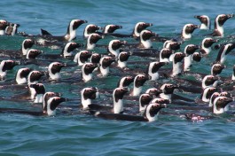 Penguins swimming 