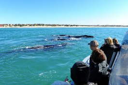 Southern right whales 