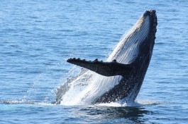 Whale sighting 