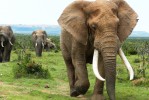 Addo elephant herd 