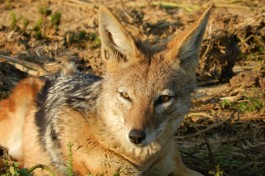 Addo jackal 