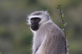 Addo monkey 