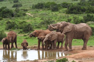 Addo waterhole elephants