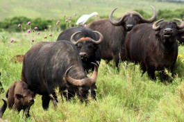 Addo buffalos 