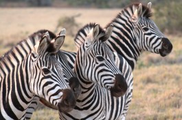 Addo zebras 
