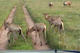 Amakhala Game Reserve antelopes 