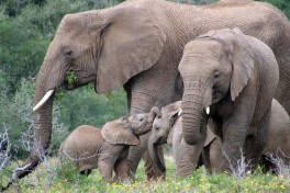 Amakhala Game Reserve elephants 