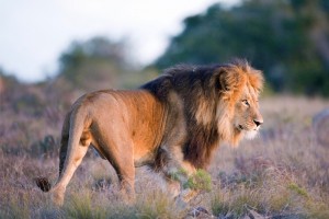 Amakhala reserve safari lion