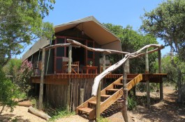 Amakhala game reserve woodbury tented camp tents 