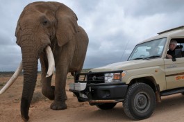 Addo elephant and vehicle 