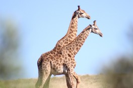 Amakhala game reserve giraffe 