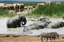 Addo Elephants 