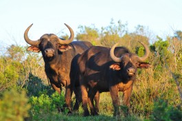 Kariega buffalos 