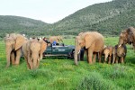 Kariega elephant game drive 
