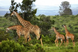 Kariega giraffes 