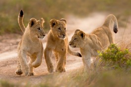 Kariega lion cubs 