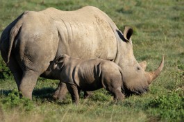 Kariega rhinos 
