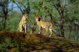 Cheetahs 