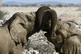 Elephants  