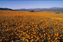 Namaqua flowers 