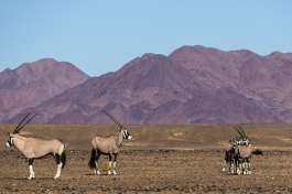 Namibia Desert Oryx  