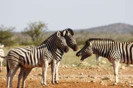Etosha zebras Namibia 