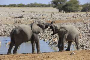Etosha elephants Namibia safari