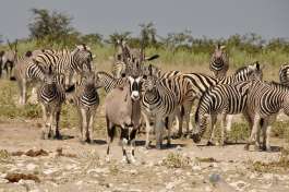 Namibia safari oryx zebras 