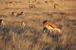Etosha safari game 