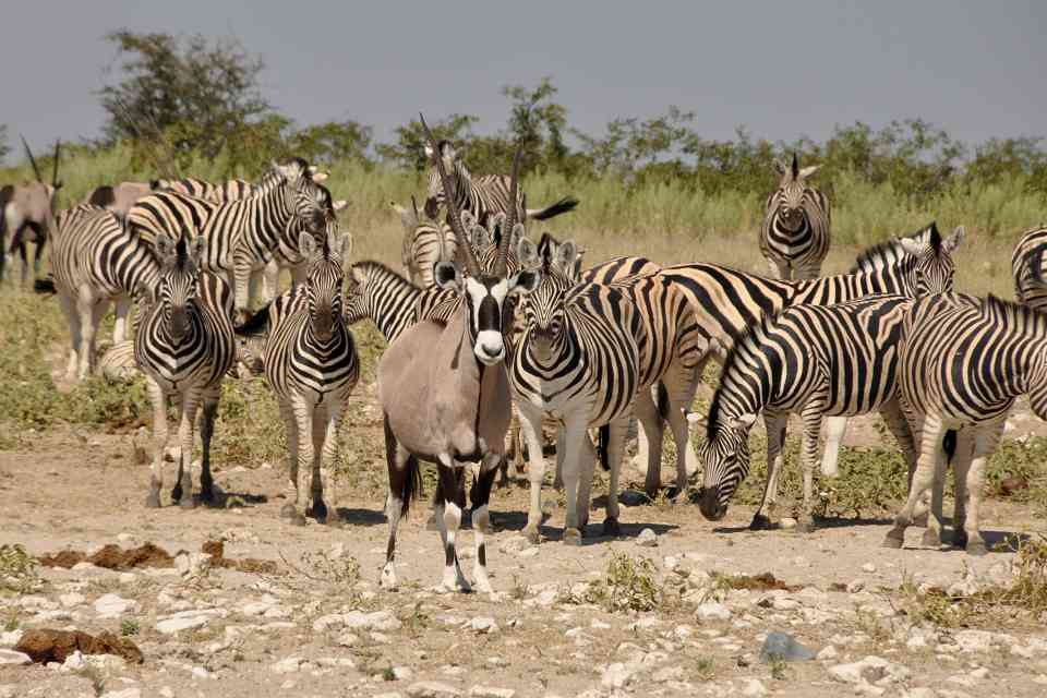 Etosha wildlife safari
