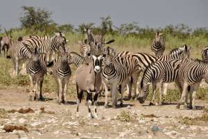 Etosha wildlife safari