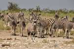 Etosha wildlife safari 
