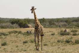 Namibia safari giraffe 