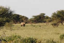 Namibia safari rhino 