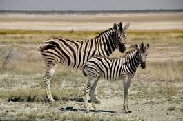 Etosha zebras on safari 