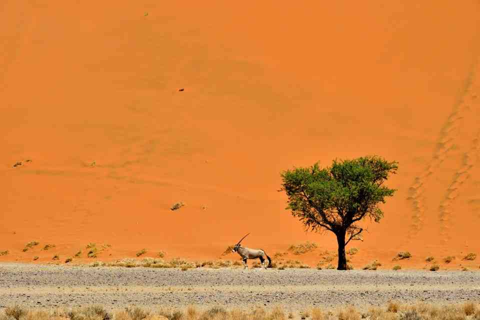 Oryx near Sossusvlei