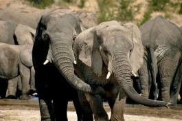 Etosha elephants namibia safari 