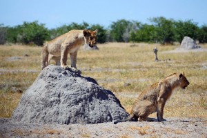 Etosha lions namibia safari