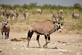 Namibia safari etosha 