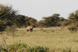 Namibia safari rhino 