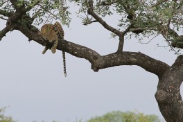 Leopard, Kruger Safari 