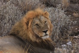 Budget Kruger Safari, lion 
