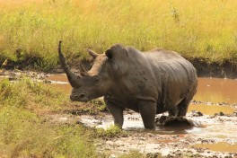 Kruger Safari, rhino 