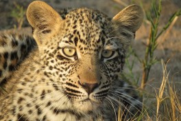Kruger Safari, leopard cub  by Malcolm Manners
