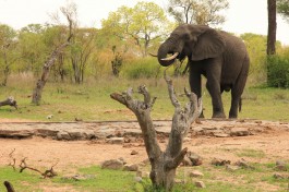Budget Kruger Safari, elephant 