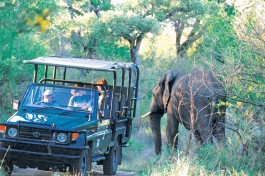 Big 5 Kruger Safari, elephant sighting 