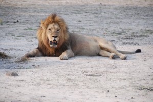 South Africa Safari, lion in Kruger